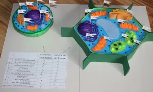 Jak wykonać model komórki roślinnej – proste kroki i materiały