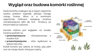 Jak wygląda komórka roślinna? Odkryj jej złożoną budowę i funkcje
