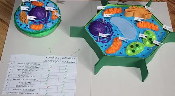 Jak wykonać model komórki roślinnej – proste kroki i materiały
