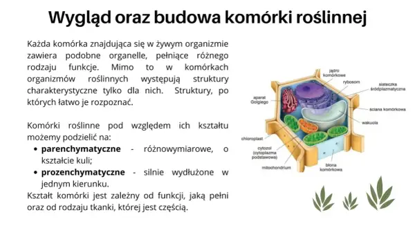 Jak wygląda komórka roślinna? Odkryj jej złożoną budowę i funkcje