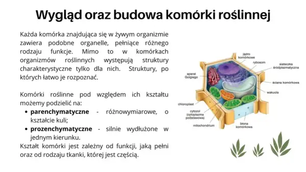 Jak wygląda komórka roślinna? Odkryj jej złożoną budowę i funkcje